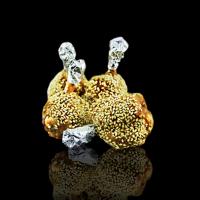 بال مرغ کنجدی