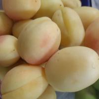 زردآلو فلکه ای