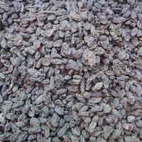 مویز شاهانی بدون هسته درجه یک