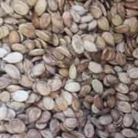 تخمه محبوبی 