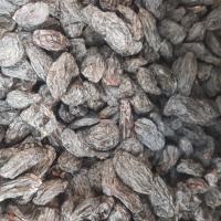 مویز بی هسته اعلا