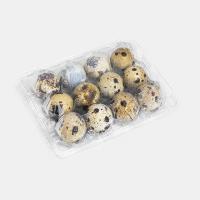 تخم بلدرچین