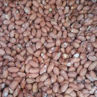 بادام زمینی