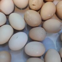 تخم مرغ محلی 