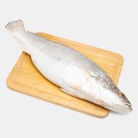 ماهی شوریده تازه