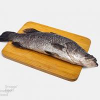 ماهی سی بس تازه