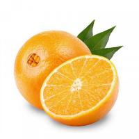 پرتقال تامسون شمال ممتاز