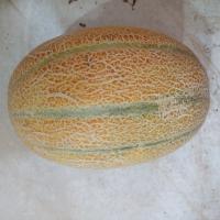 طالبی شاه پسند