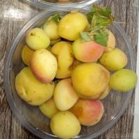 زردآلو درجه 2