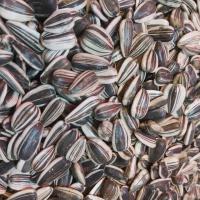 تخمه آفتابگردان دور سفید خام