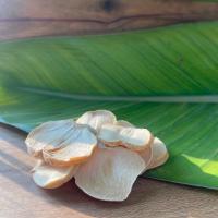 موسیر اسلایس