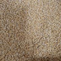 جو پوست کنده