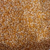 ذرت مخصوص پاپ کورن