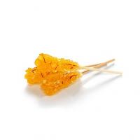 نبات چوبی زعفرانی