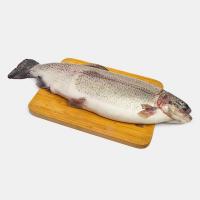 ماهی قزل سالمون 1 تا 1.200 کیلوگرم