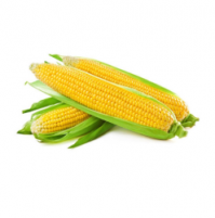 بلال درجه یک 400 الی 600 گرم