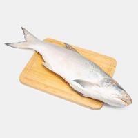 ماهی راشگو تازه 1 تا 1.2 کیلوگرم