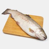 ماهی قزل‌آلا سالمون