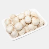 قارچ ممتاز