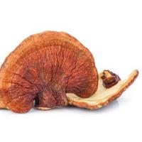 قارچ گانودرما