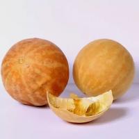 هندوانه ابوجهل