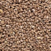 تخم كرفس ١٠٠ گرم