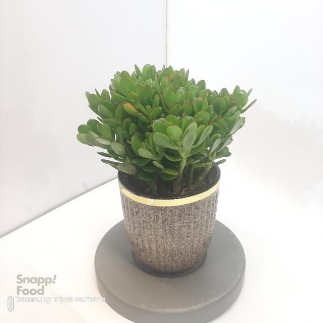 ارتفاع 40 سانتی متر (تنه دار)