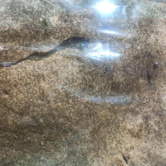 نان جو شوید