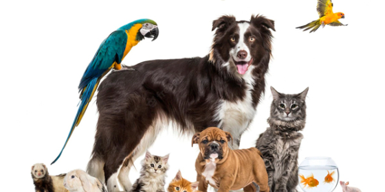 پت شاپ پیکو