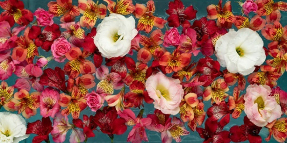 گلفروشی تینا