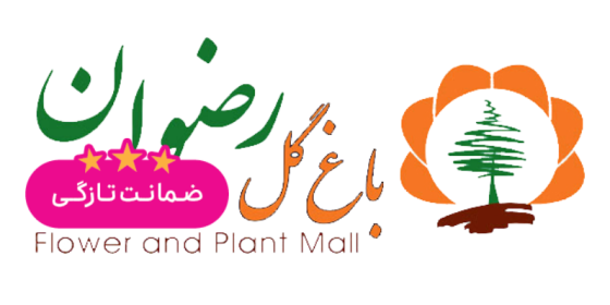 بازار گل رضوان