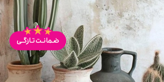 گل و گیاه حس خوب