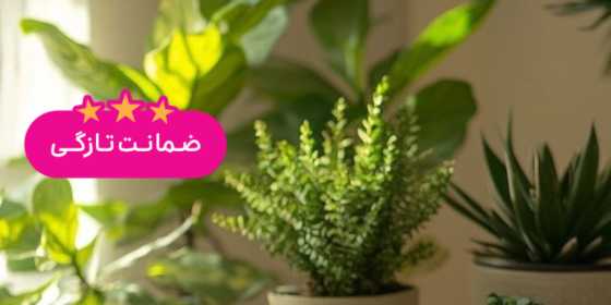 کافه گلی