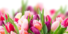 شهر گل (شعبه ظفر)