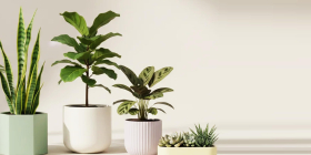 گلفروشی جهان کودک