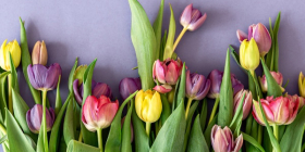 گلسرای وایلد ارکیده