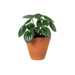 گیاه آپارتمانی